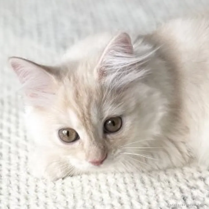 ID：2307-02064の子猫