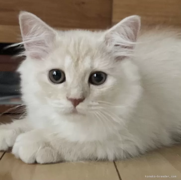 ID：2402-00949の子猫