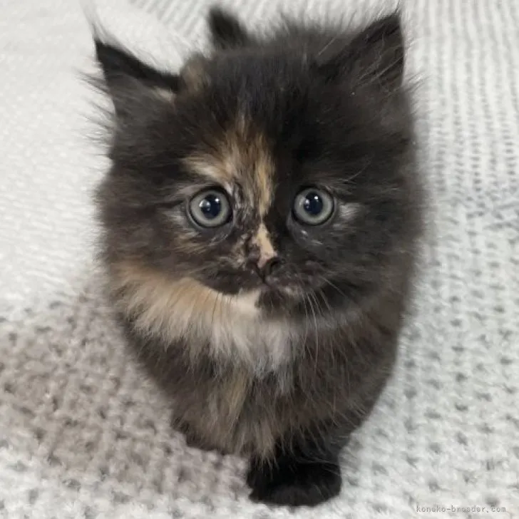 ID：2311-00369の子猫