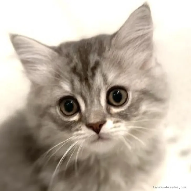 ID：2305-01058の子猫