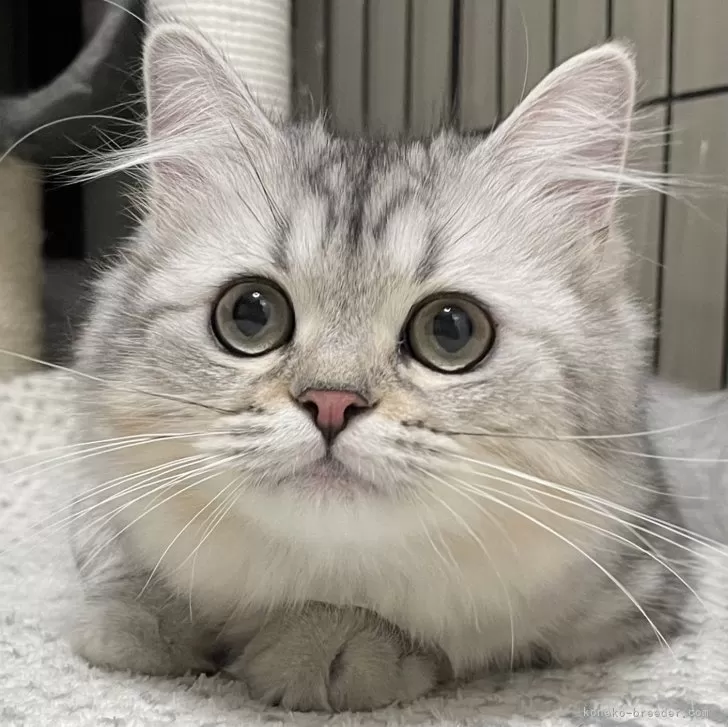 ID：2406-00221の子猫