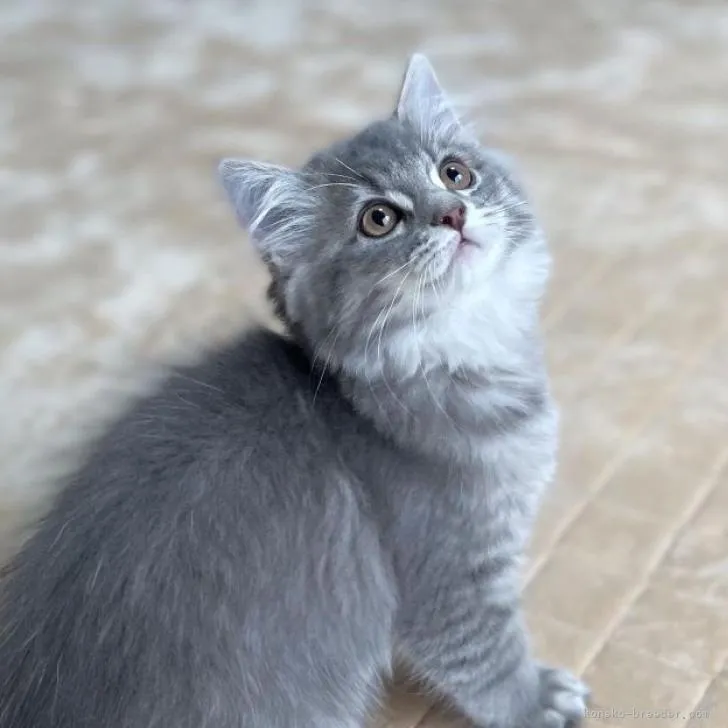 ID:2209-00053の子猫