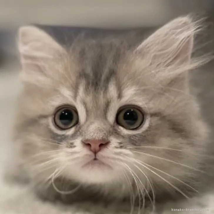 ID：2305-01044の子猫