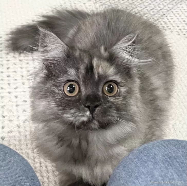 Y.T 様のお迎えした子猫