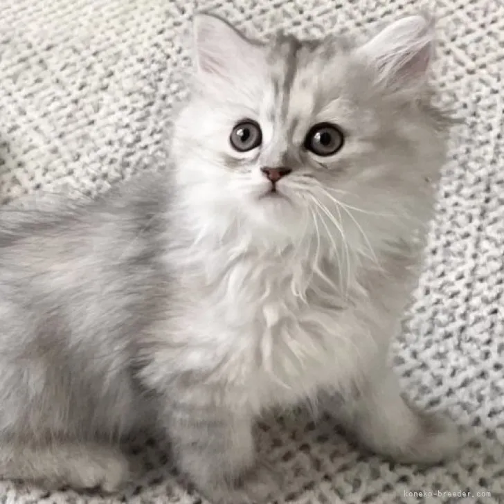 ID：2305-01046の子猫
