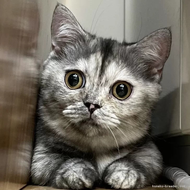 ID：2407-02538の子猫