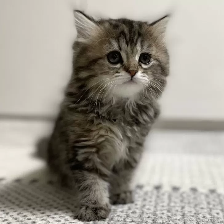 ID：2311-01138の子猫