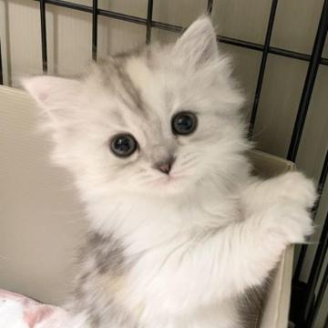 ミヌエット【愛知県・女の子・2022年12月13日・シェーデッドキャリコ（滑らか）】の写真「超かわいいお世話しやすいキャリコです♪」