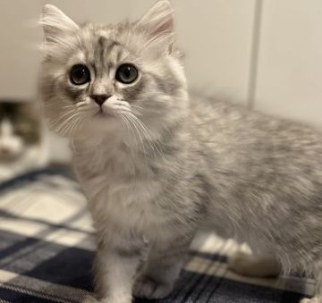 ミヌエット【愛知県・男の子・2022年2月20日・シェーデッドシルバー（滑らか）】の写真「人懐っこく、かわいい顔立ち。両親PKDクリア♪」