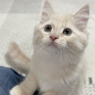 ミヌエット【愛知県・男の子・2023年10月20日・クリームカメオ（スベスベ滑らか）】の写真「人懐っこい綺麗なクリームの男の子♪イケメン😃」