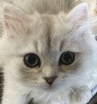 ミヌエット【愛知県・男の子・2021年10月22日・シェーデッドシルバー（モフモフ♪柔らか）】の写真「丸顔♪穏やか♪両親PKDクリア♪」