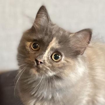 ミヌエット(長足)【愛知県・女の子・2022年2月20日・シェーデッドトーティー（滑らか）】の写真「お洒落カラーのカワイイ顔立ち♪ 期間限定値引き中！」