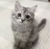 ミヌエット(長足)【愛知県・男の子・2024年5月21日・シルバータビー】の写真1