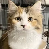 ミヌエット(長足)【愛知県・女の子・2024年4月22日・キャリコ】の写真3