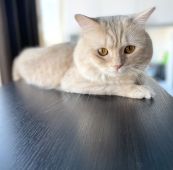 マンチカン【・男の子・2020年6月7日・クリームタビー】