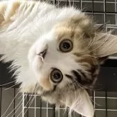 ミヌエット(長足)【愛知県・女の子・2024年4月22日・キャリコ】の写真5