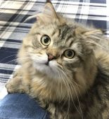 ミヌエット【・男の子・2020年5月1日・シェーデッドゴールデン】