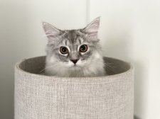 ミヌエット【・女の子・2022年4月2日・シルバーパッチドタビー&ホワイト】