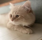 マンチカン【・男の子・2020年6月7日・クリームタビー】