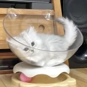 ミヌエット(長足)【愛知県・女の子・2025年12月20日・シルバータビー&ホワイト】の写真10