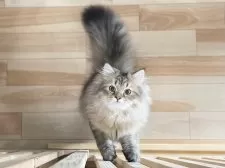 ミヌエット(長足)【愛知県・男の子・2025年4月29日・ブラウンマッカレルタビー】の写真10