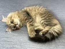 ミヌエット(長足)【愛知県・男の子・2025年4月29日・ブラウンマッカレルタビー】の写真11