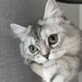 ミヌエット(長足)【愛知県・女の子・2024年5月13日・ブルーシルバーパッチドタビー&ホワイト】の写真11