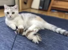 ミヌエット(短足)【愛知県・女の子・2025年6月12日・シルバーパッチドタビー&ホワイト】の写真11