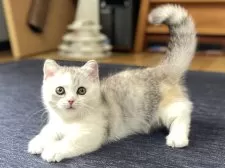 ミヌエット(短足)【愛知県・女の子・2025年6月12日・シルバーパッチドタビー&ホワイト】の写真12