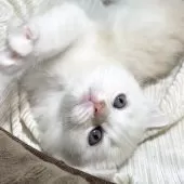 ミヌエット(長足)【愛知県・男の子・2025年10月10日・クリーム&ホワイト】の写真13