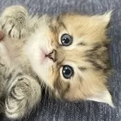 ミヌエット(長足)【愛知県・男の子・2025年4月29日・ブラウンマッカレルタビー】の写真13