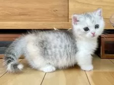 ミヌエット(短足)【愛知県・女の子・2025年6月12日・シルバーパッチドタビー&ホワイト】の写真13