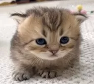 ミヌエット(長足)【愛知県・男の子・2025年4月29日・ブラウンマッカレルタビー】の写真13