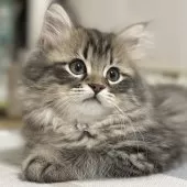 ミヌエット(長足)【愛知県・男の子・2025年12月20日・ブラウンタビー】の写真14