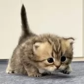 ミヌエット(長足)【愛知県・男の子・2025年4月29日・ブラウンマッカレルタビー】の写真14