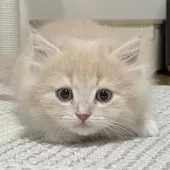 ミヌエット(長足)【愛知県・男の子・2024年12月1日・レッドタビー&ホワイト】の写真12