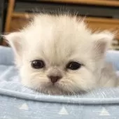 ミヌエット(長足)【愛知県・女の子・2025年4月29日・シェーデッドシルバー】の写真14