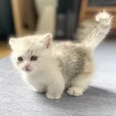 ミヌエット(短足)【愛知県・女の子・2025年6月12日・シルバーパッチドタビー&ホワイト】の写真14