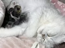 ミヌエット(長足)【愛知県・女の子・2025年4月29日・シェーデッドシルバー】の写真15