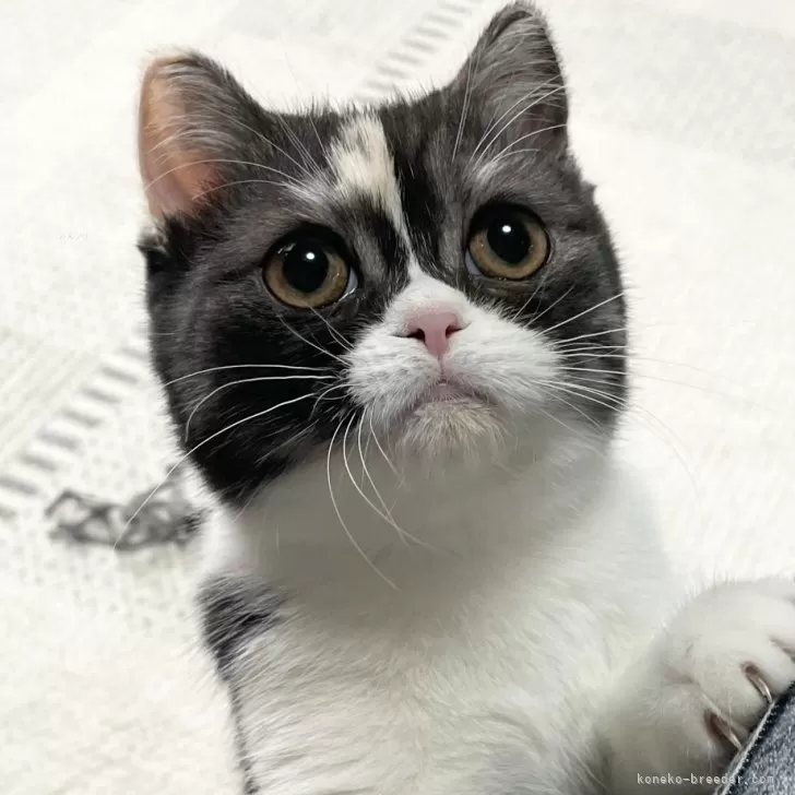 てっちん 様のお迎えした子猫