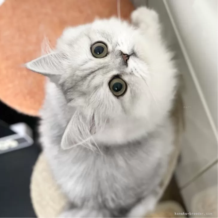 ミヌエット(長足)【愛知県・女の子・2025年4月29日・シェーデッドシルバー】の写真1