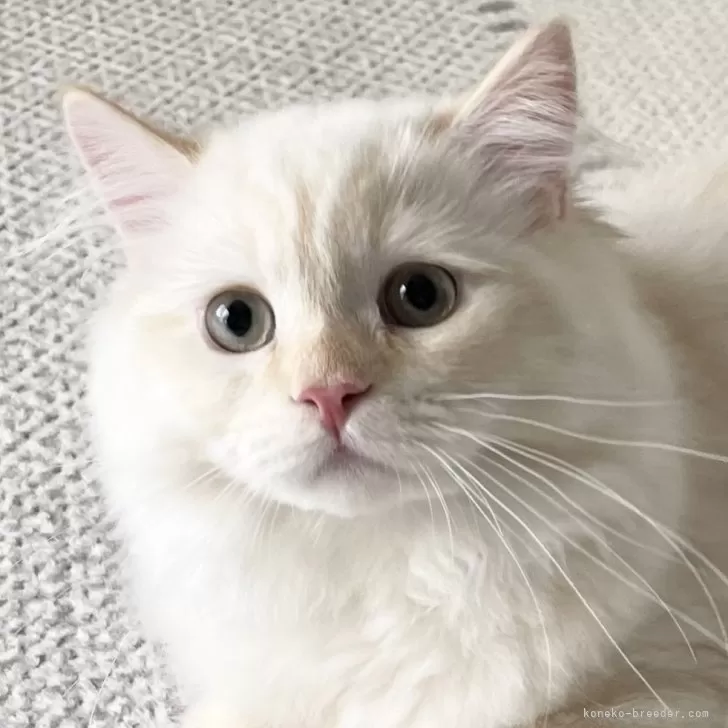 ID:2501-00185の子猫