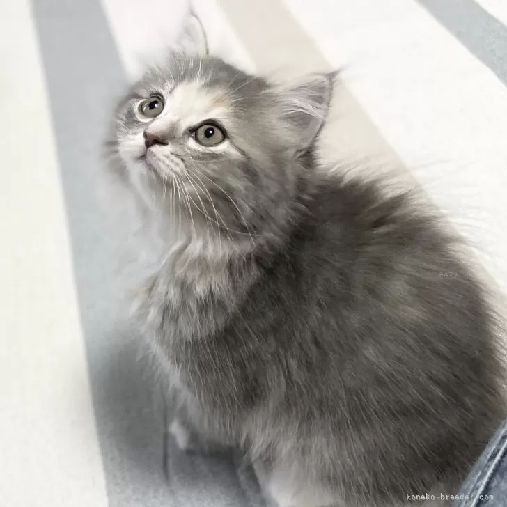 S.M 様のお迎えした子猫