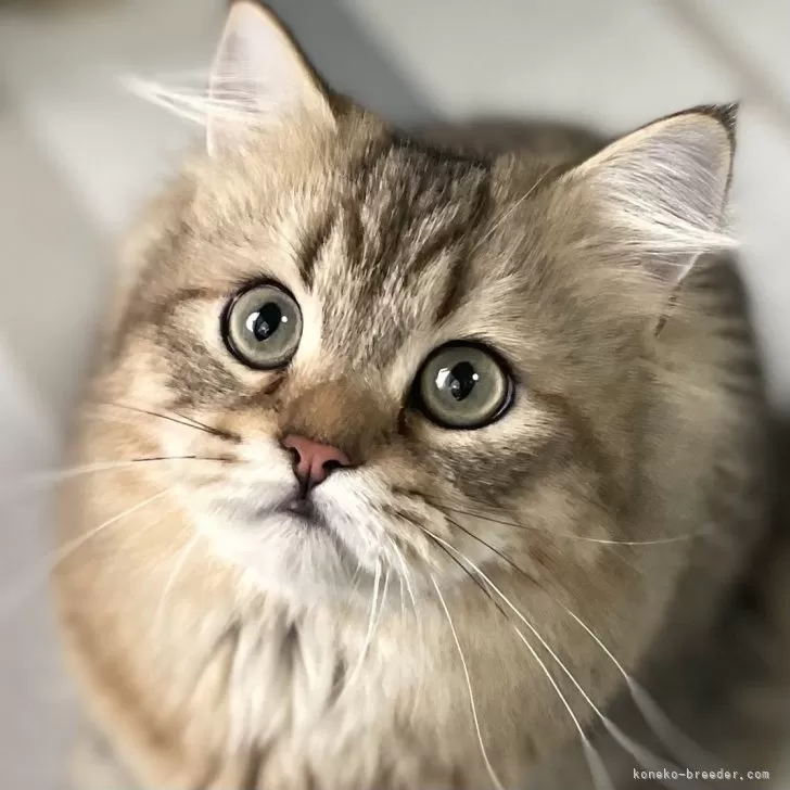 ミヌエット(長足)【愛知県・男の子・2025年4月29日・ブラウンマッカレルタビー】の写真1