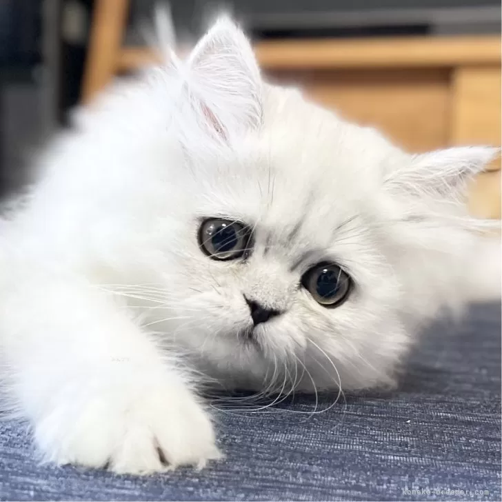 あき 様のお迎えした子猫