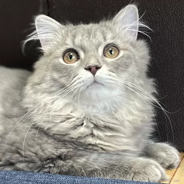 ID：2503-01387の子猫