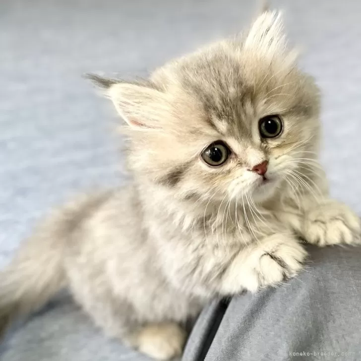 リコテトララァ 様のお迎えした子猫