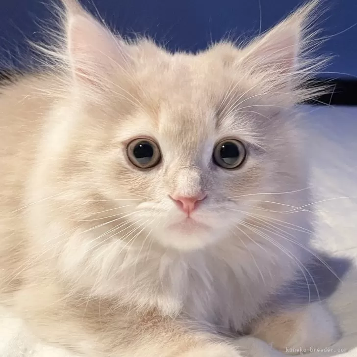 M 様のお迎えした子猫