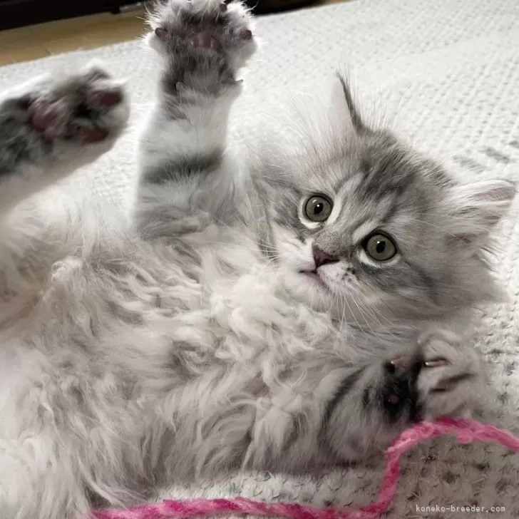 ID:2503-00296の子猫