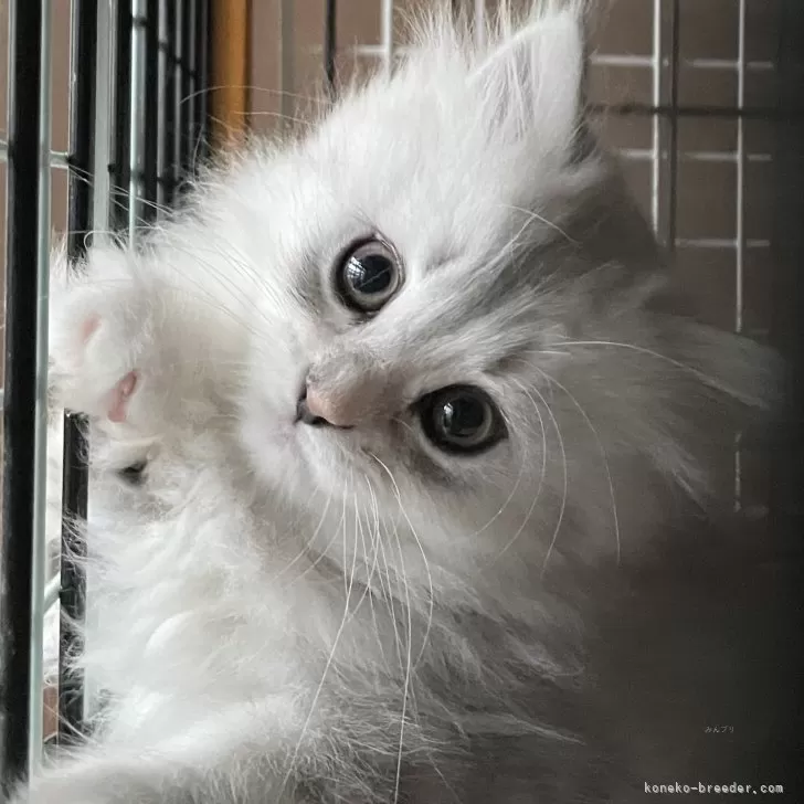 ri.hi 様のお迎えした子猫